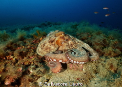 "Embraces in the Blue: The Charm of the Octopus" by Salvatore Lauro 